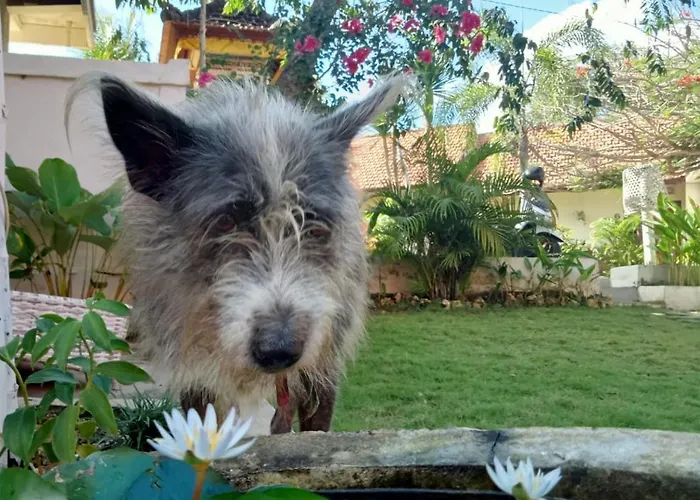 Ricca Eco Affittacamere Uluwatu